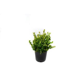 EVERDE GROWERS 2.5 qt. Japanese Boxwood Winter Gem BUXMIF0901