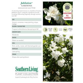 Southern Living 2 Gal. Jubilation Gardenia Shrub with Fragrant White Flowers 14424