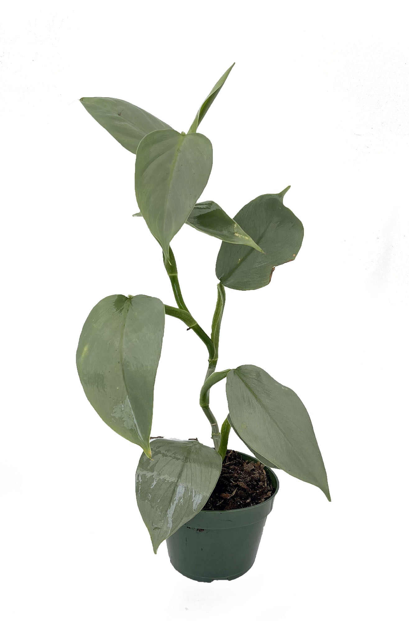 Rare Silver Sword Philodendron Hastatum - 4