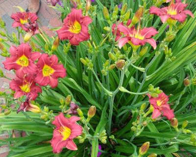 Classy Groundcovers - Hemerocallis 'Ruby Stella'  {25 Bare Root Plants}