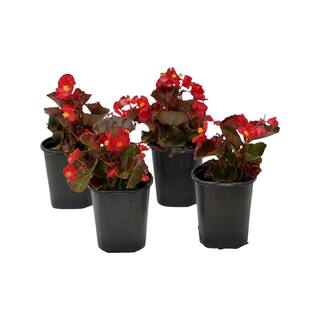 Pure Beauty Farms 1.38 Pt. Begonia Bronze Leaf Scarlet Flower in 4.5 in. Grower's Pot (4-Plants) DC45BEGBRS4