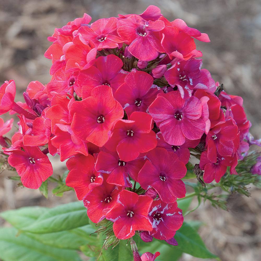 Vigoro 2 QT Phlox 'Flame Pro Cerise' Pink Perennial Plant 1005991203