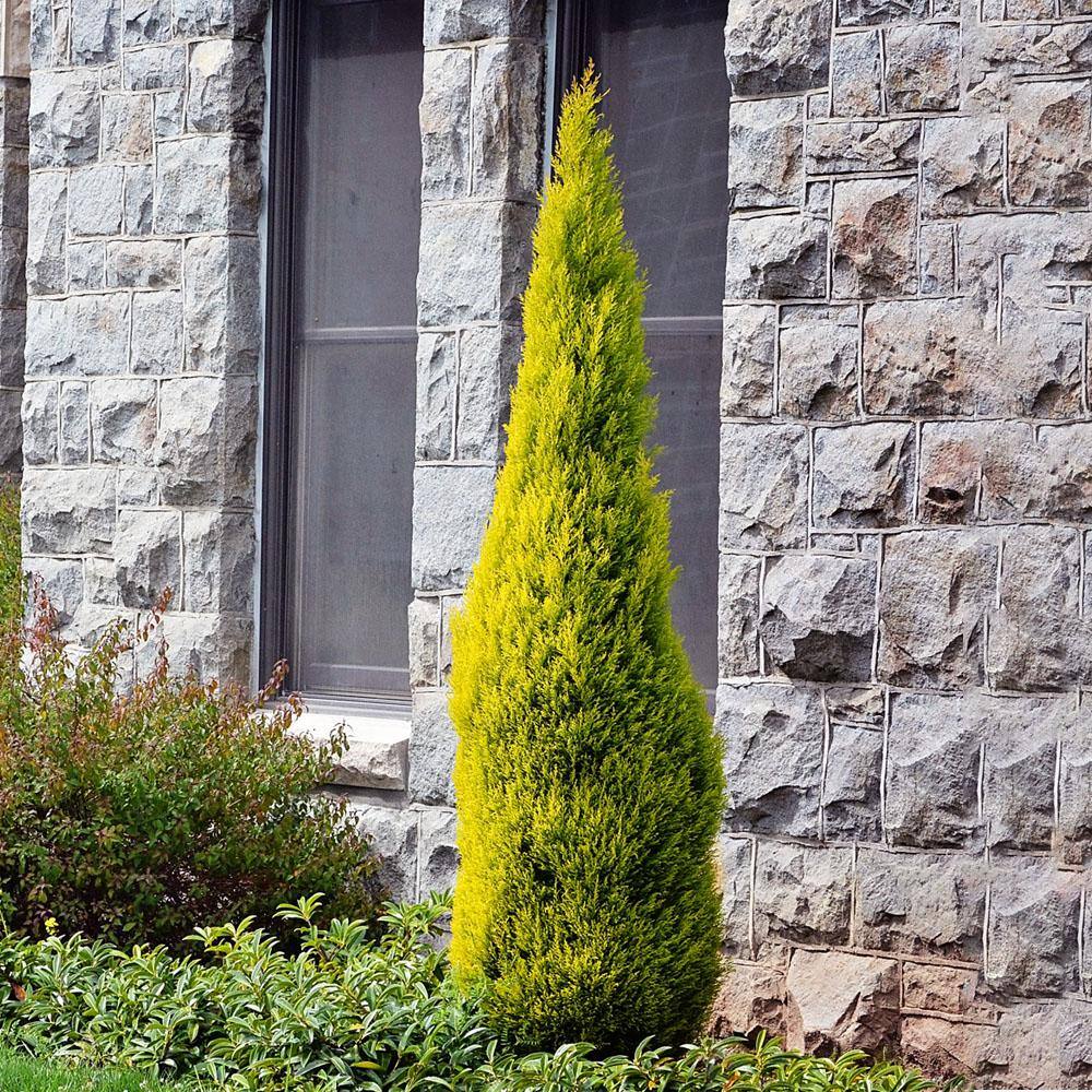 5 gal. Goldcrest Wilma Dwarf Lemon Cypress Evergreen Tree CYPLEM05G