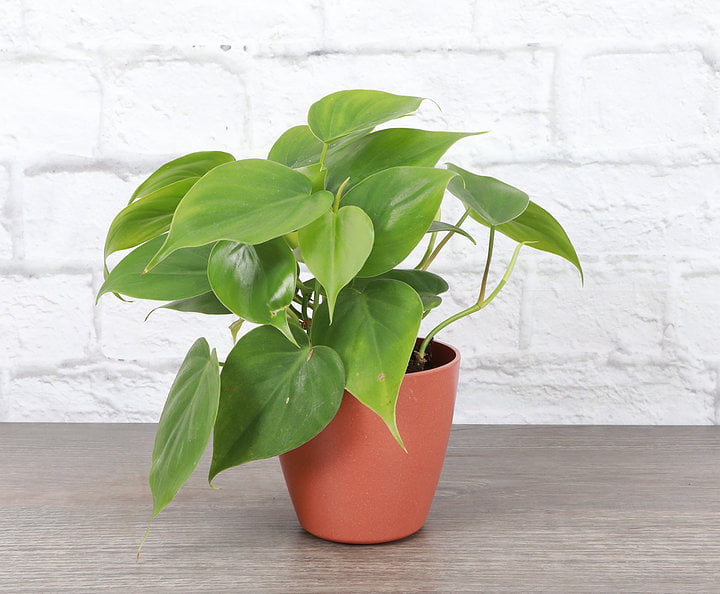 Live Green Philodendron Plant - 4