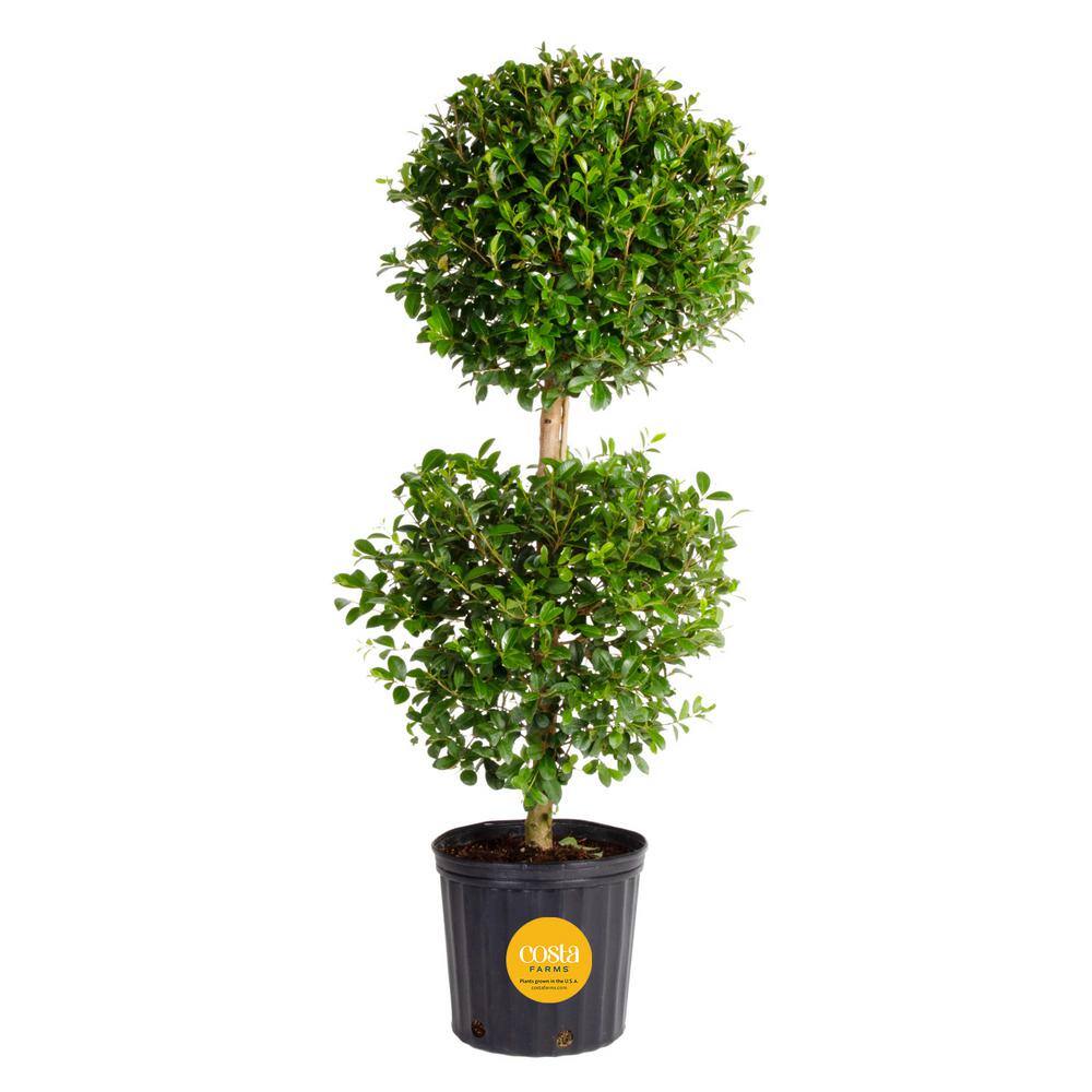 Costa Farms Eugenia 2-Ball Topiary IndoorOutdoor Shrub Plant in 10 in. Grower Pot Avg. Shipping Height 3-4 ft. Tall CO.EUC12.3.GP