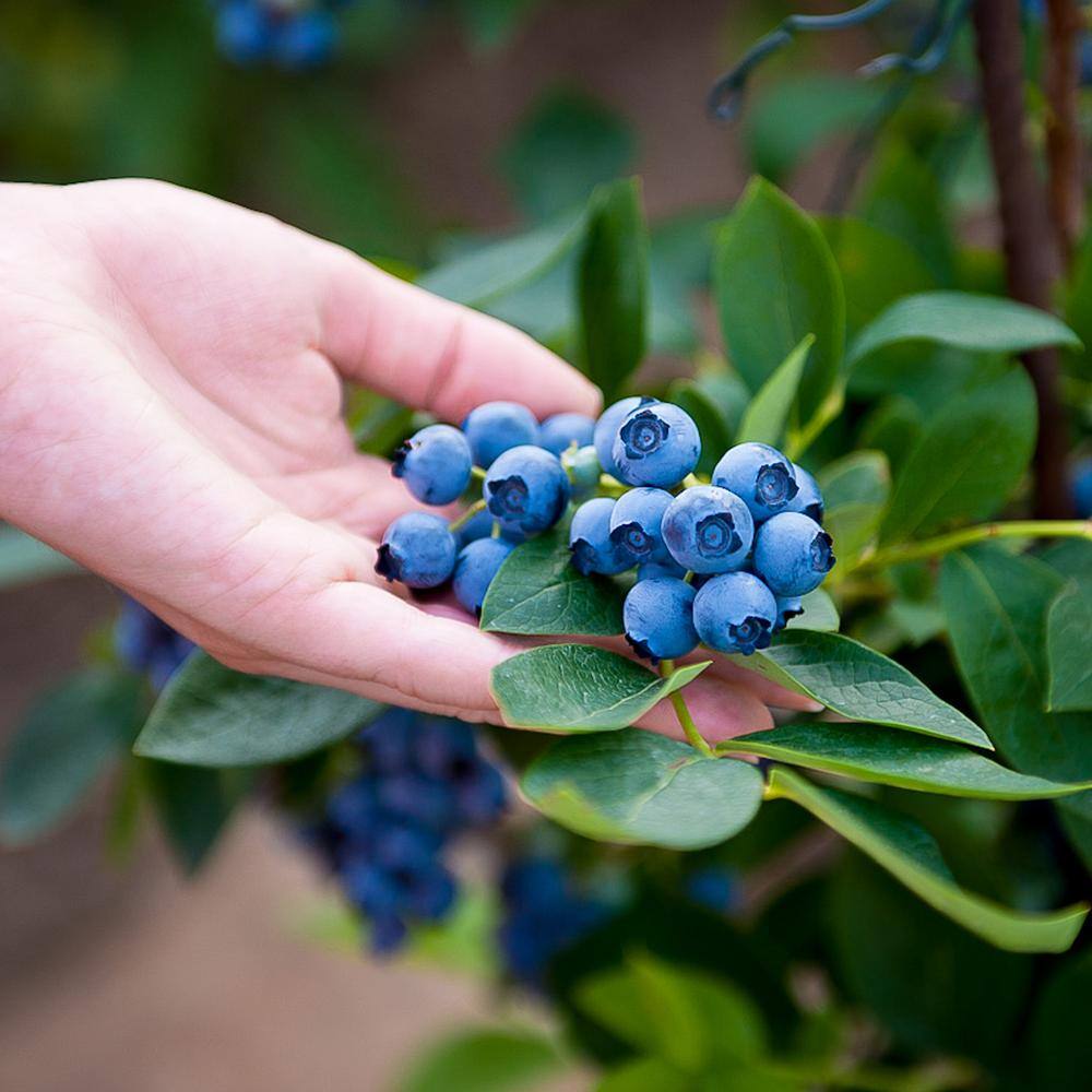 1 Gal. Cross Pollinating Blueberry Plants Pack (3-Pack) THD00613