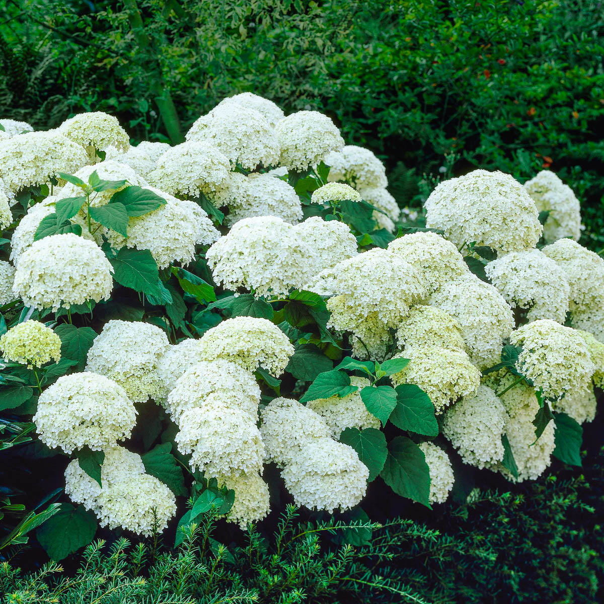 Annabelle Hydrangea Dormant Bare Root Flowering Starter Shrub (1-Pack)