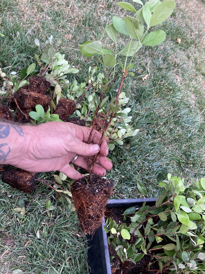 Pineapple Guava - Feijoa sellowiana - Live Plant - COLD HARDY