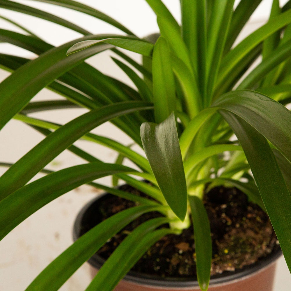 Queen Mum Agapanthus 'Lily of the Nile' (2.5 Quart) Flowering Perennial with White and Violet Blooms - Full Sun Live Outdoor Plant - Southern Living Plant Collection