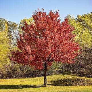 Red Maple Shade Tree MAPRED05G