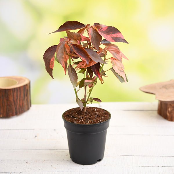 Acalypha wilkesiana, Copperleaf - Plant