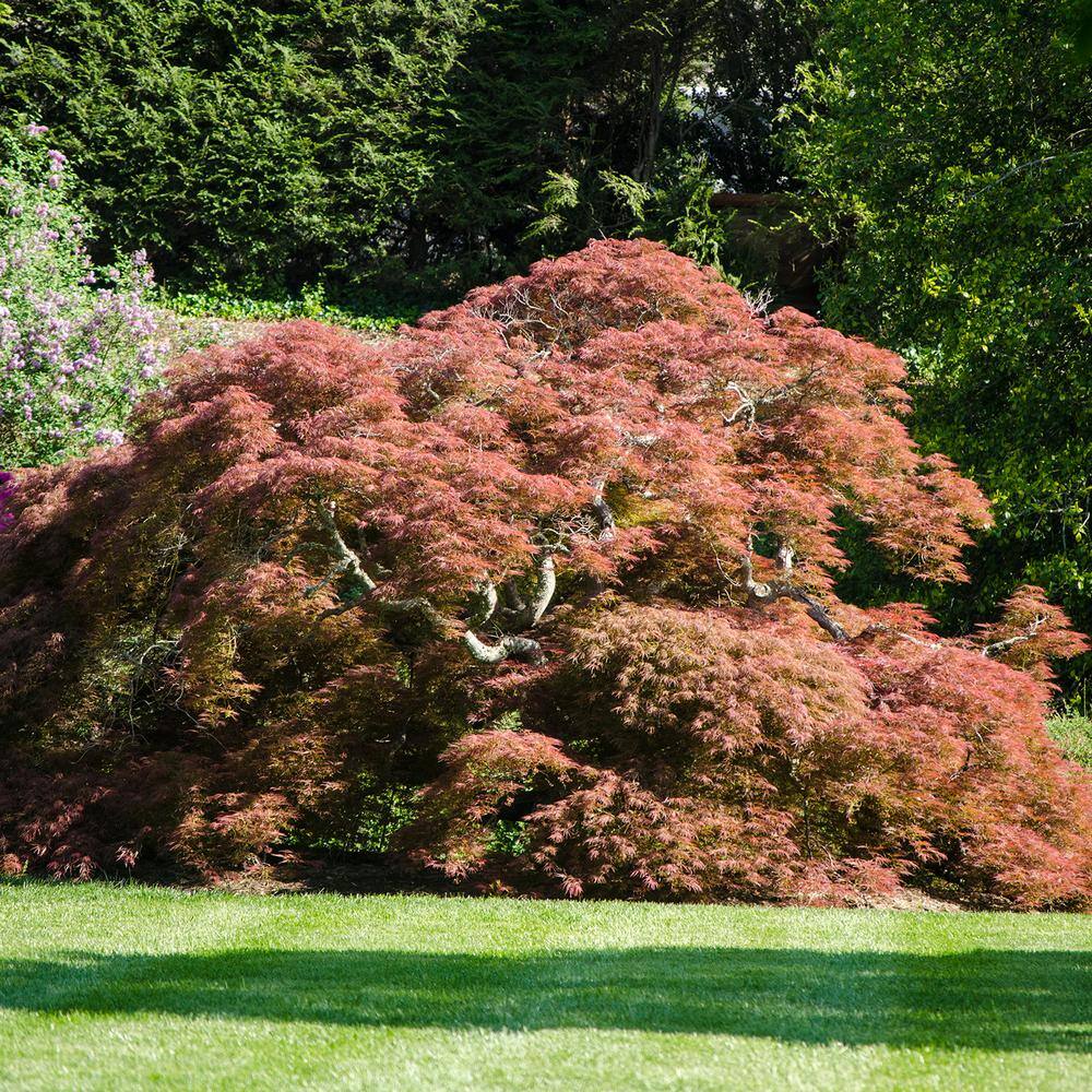 Spring Hill Nurseries Crimson Queen Japanese Maple Potted Ornamental Tree (1-Pack) 96255