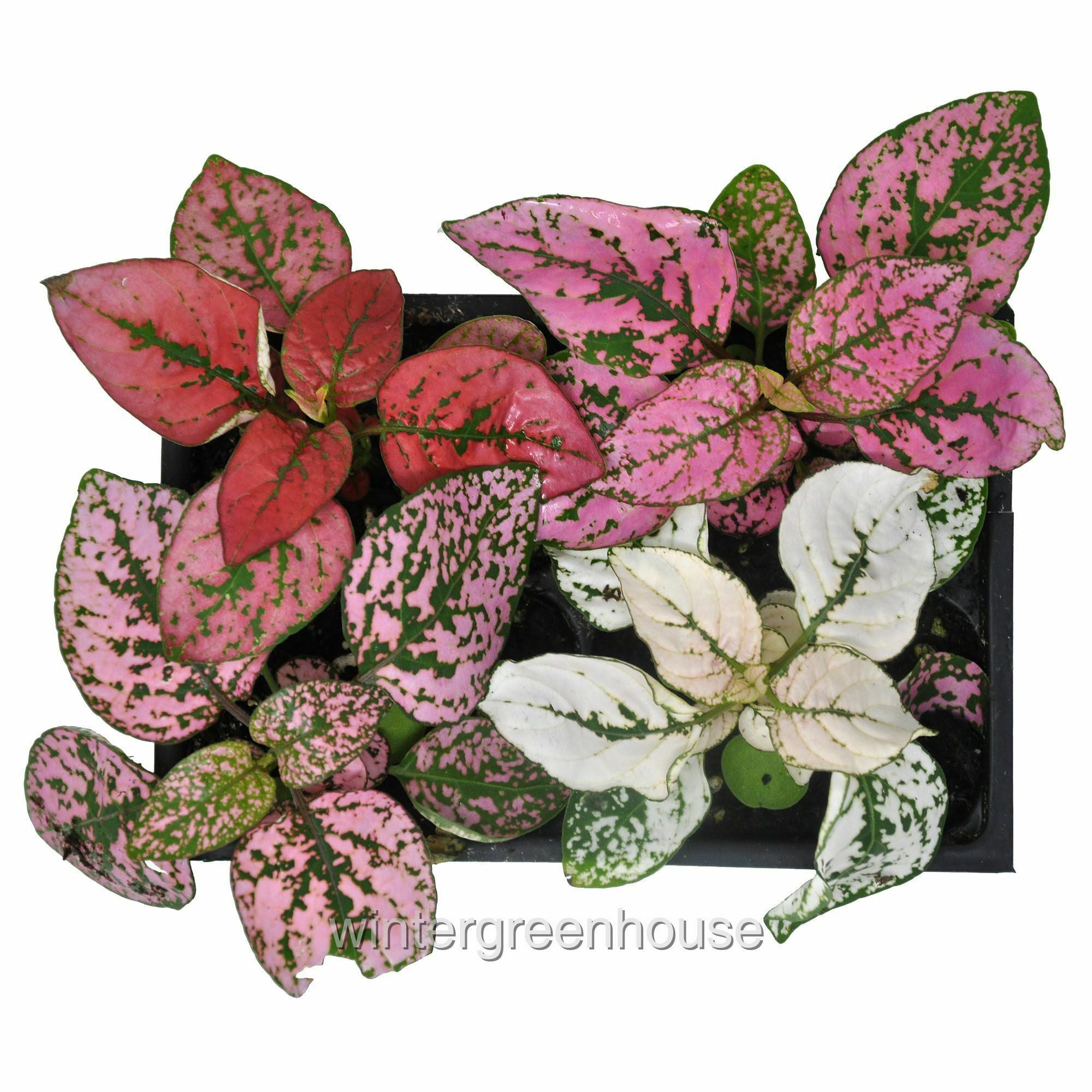 Polka Dot Splash Mix， Hypoestes， Pack Of 4 Plants - Pot Size: 4x 2.63x1.72x2.75