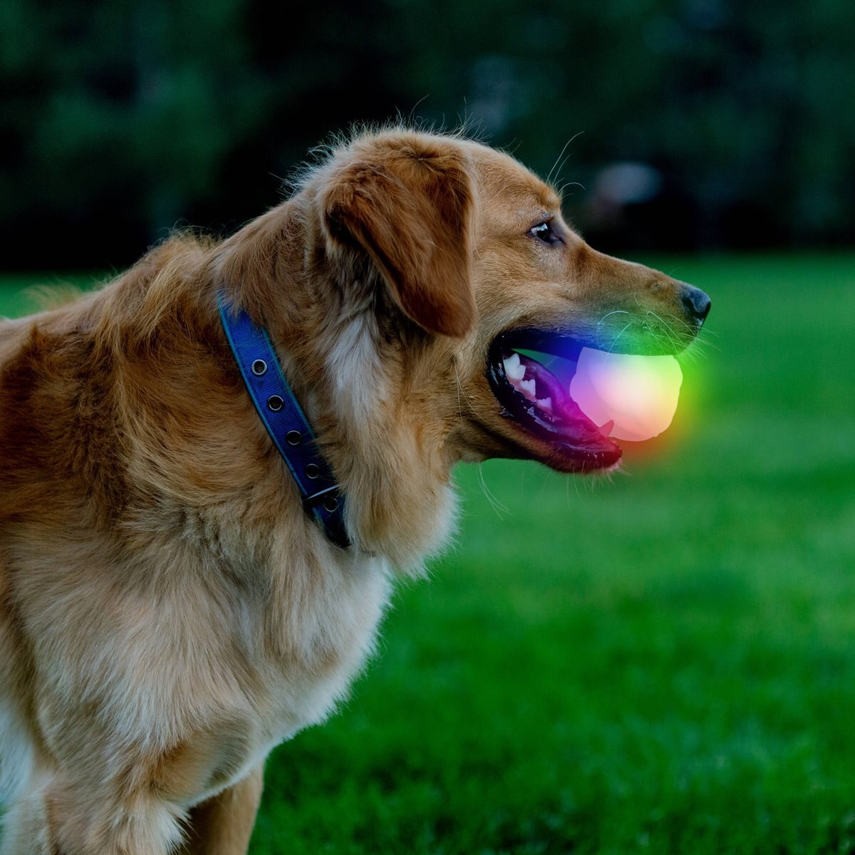 Nite Ize GlowStreak Wild LED Ball-Disc-O Dog Toy