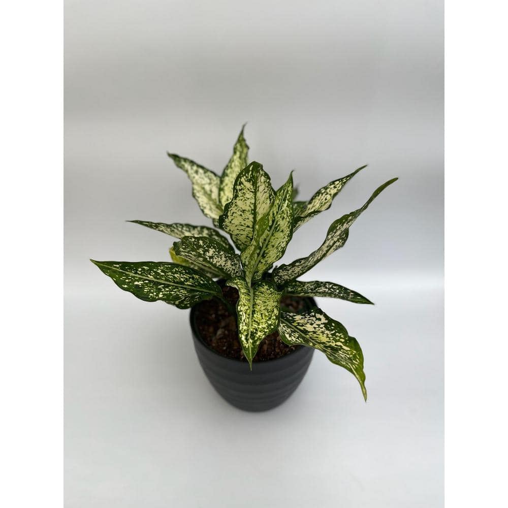 EverGrace 6 in. Aglaonema Snow White Plant in Grower Pot AgloSnWht