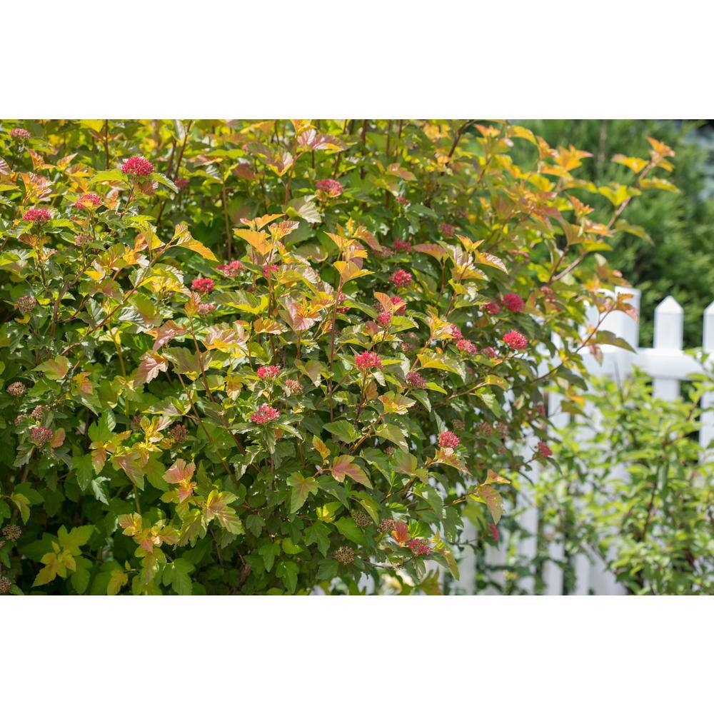 FIRST EDITIONS 2 Gal. Amber Jubilee Ninebark (Physocarpus) Live Shrub with White Flowers O58412F