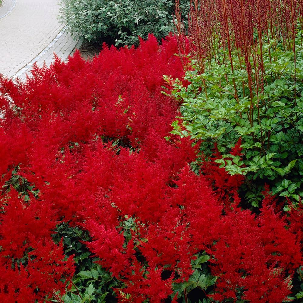 VAN ZYVERDEN Astilbe Red Sentinel Roots (Set of 5) 83831