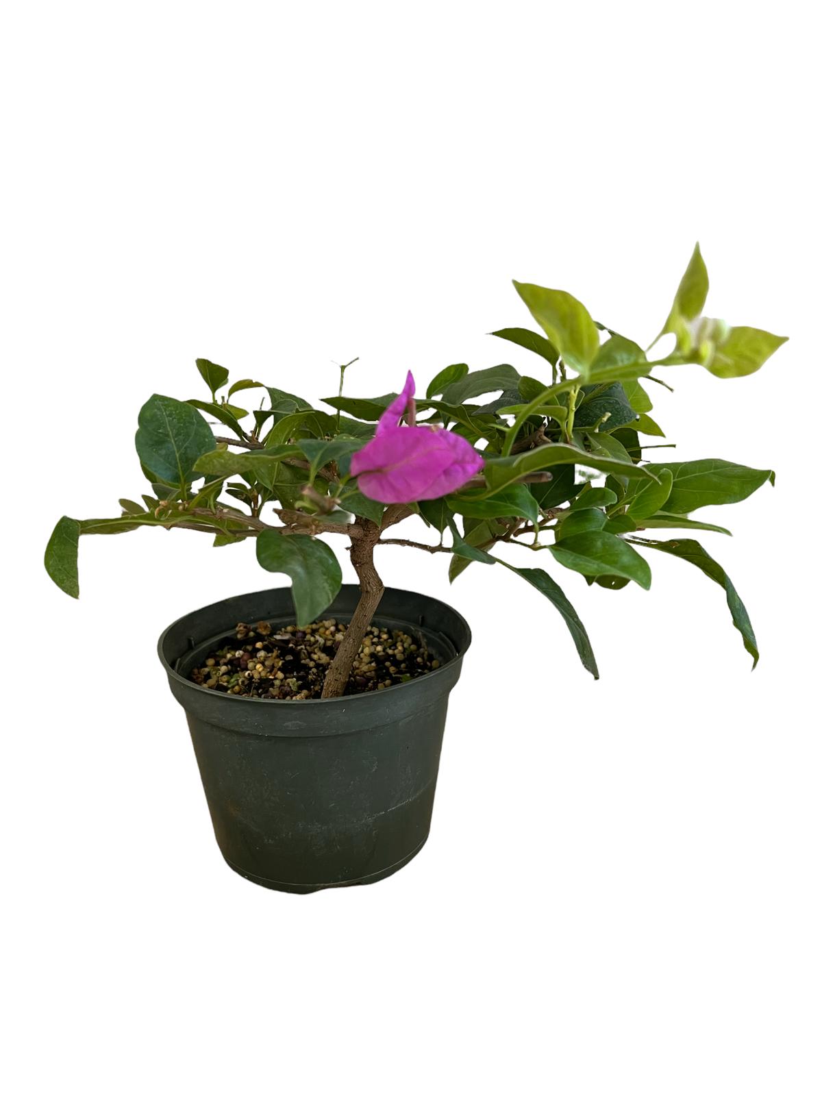 Live Plant: 5 Inches Pot Bonsai Bougainvillea