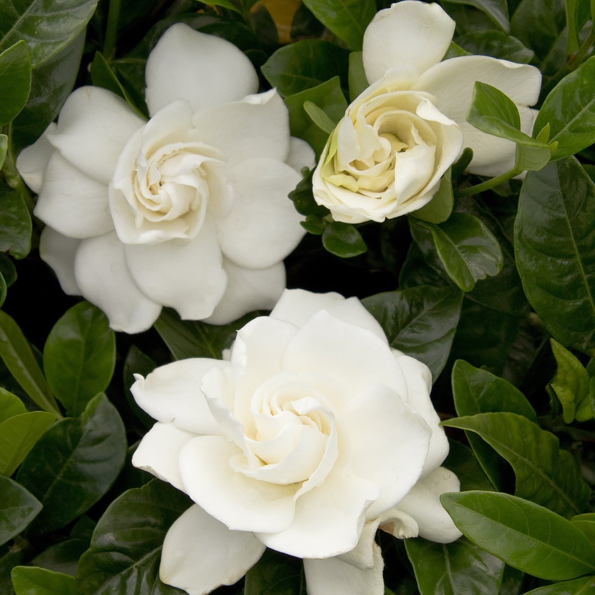 August Beauty Gardenia Live Shrub