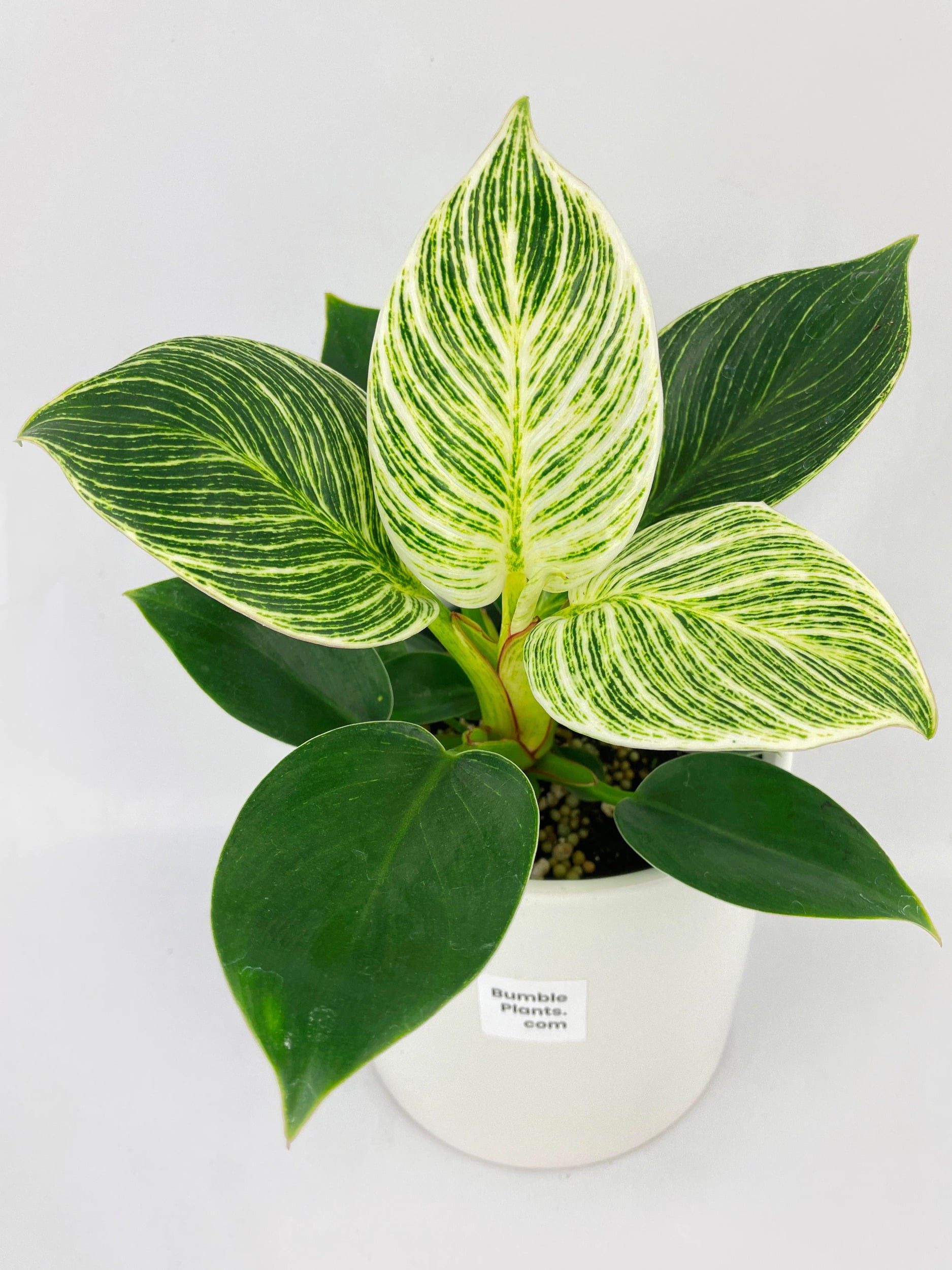 Philodendron Birkin Variegata