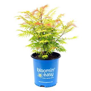 BLOOMIN' EASY 2 Gal. Cherry On Top Sorbaria Live Shrub White Flowers DGSR5692