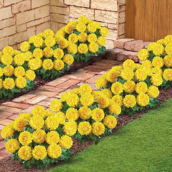 Marigold Mixed Arrangement Bushes