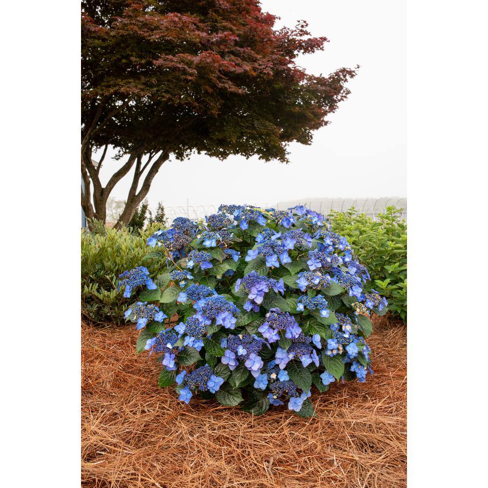 Endless Summer 3 Gal. Pop Star Reblooming Hydrangea Flowering Shrub with Electric Blue or Pink Lacecap Flowers HYDGA3MPS1PK