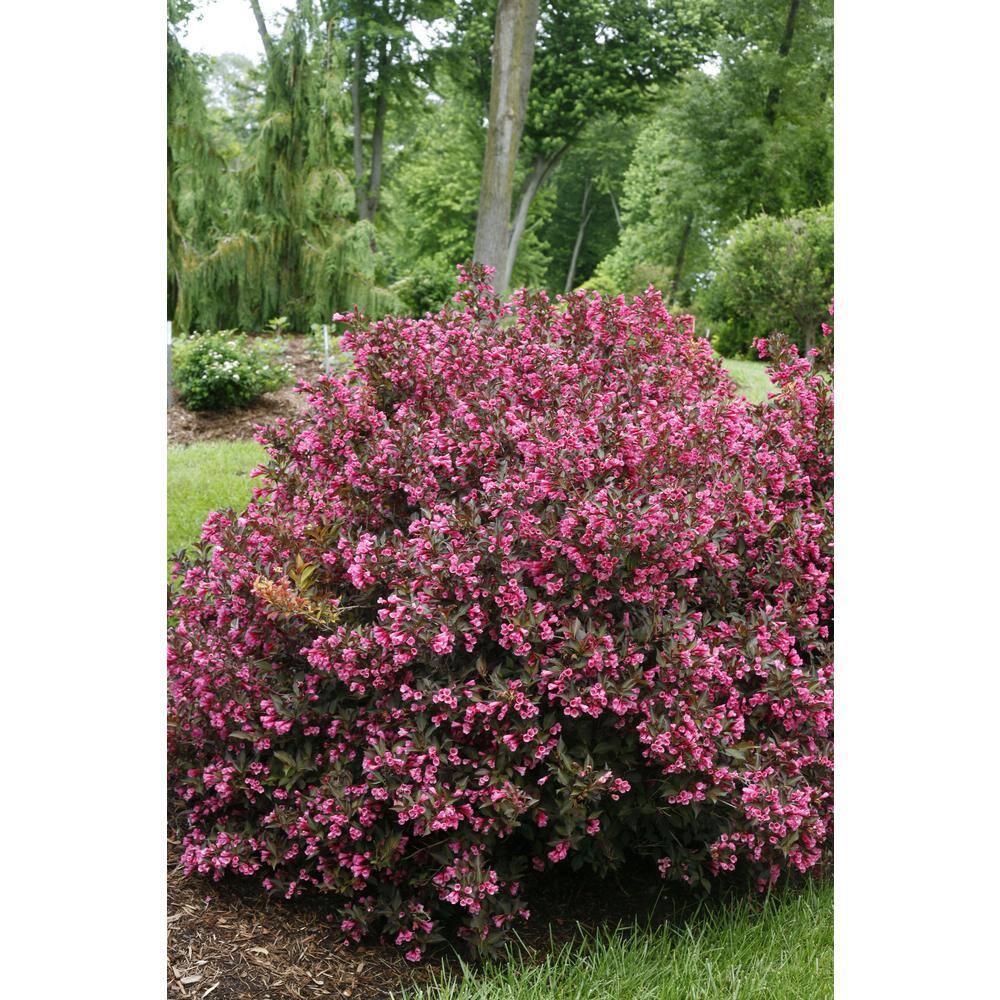 PROVEN WINNERS 2 Gal. Wine and Roses Weigela Shrub with Rosy-Pink Flowers and Dark Glossy Foliage 14711