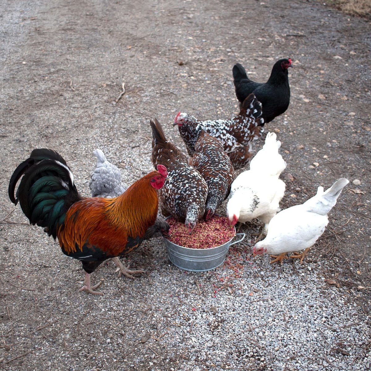 Pampered Chicken Mama BEE A Beautiful Hen Chicken Treats