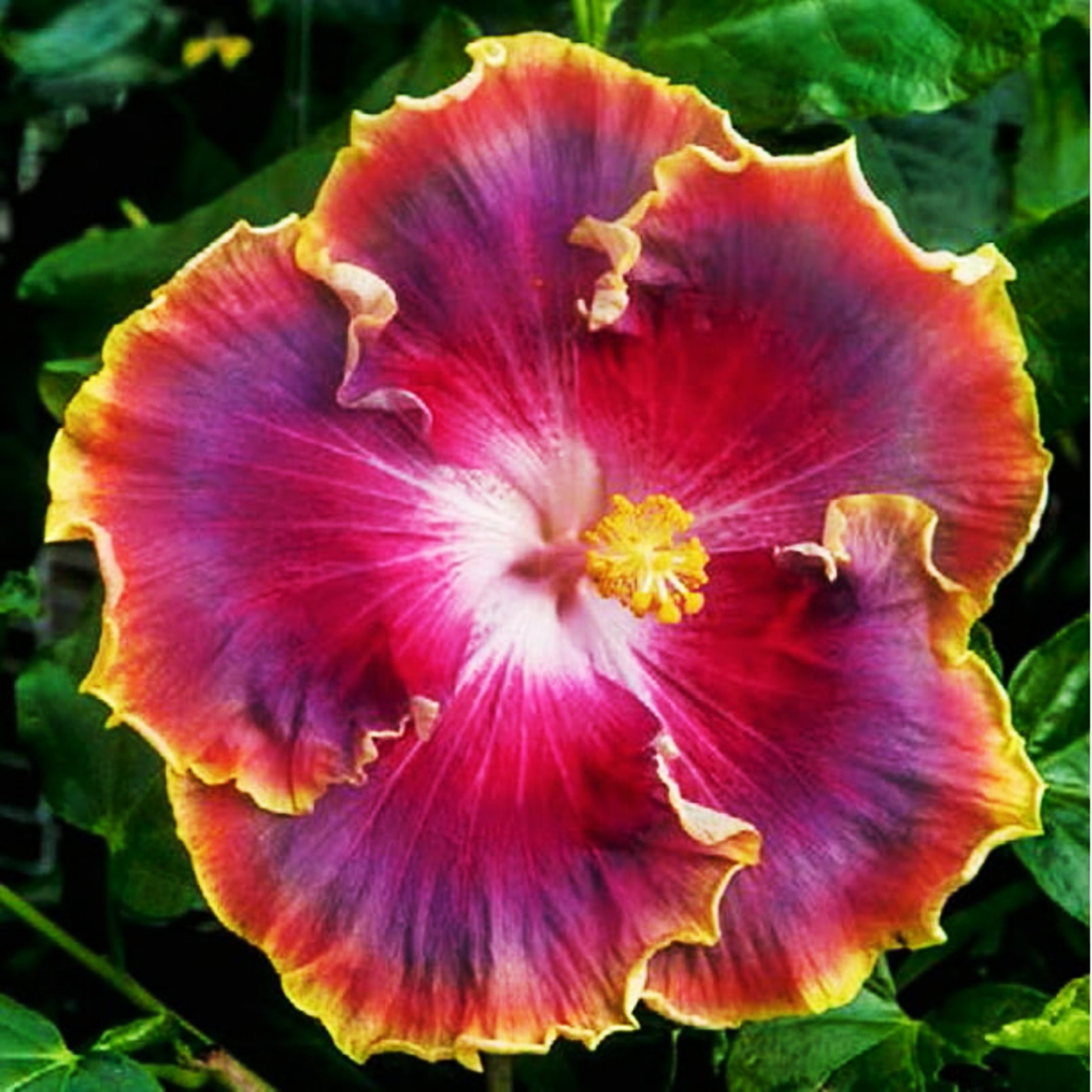 Hibiscus ‘Night Runner’ (Hibiscus rosa-sinensis hybrid) Flower Shrub， Blue Flowers Hardy Korean Rose of Sharon Starter 25+ seeds pack