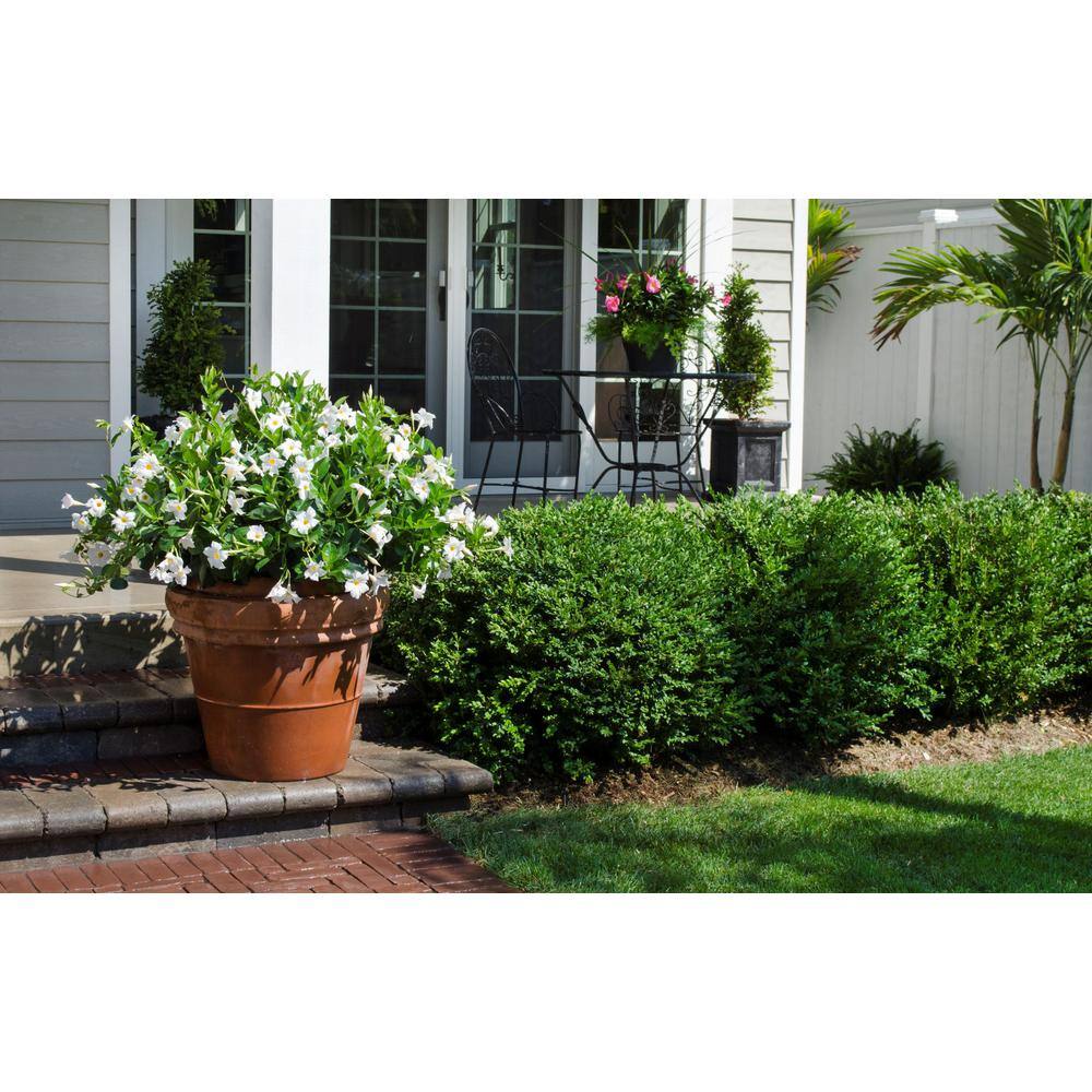 Rio 1.15 Gal. (#10) Hanging Basket Dipladenia Flowering Annual Shrub with White Blooms 1004124206