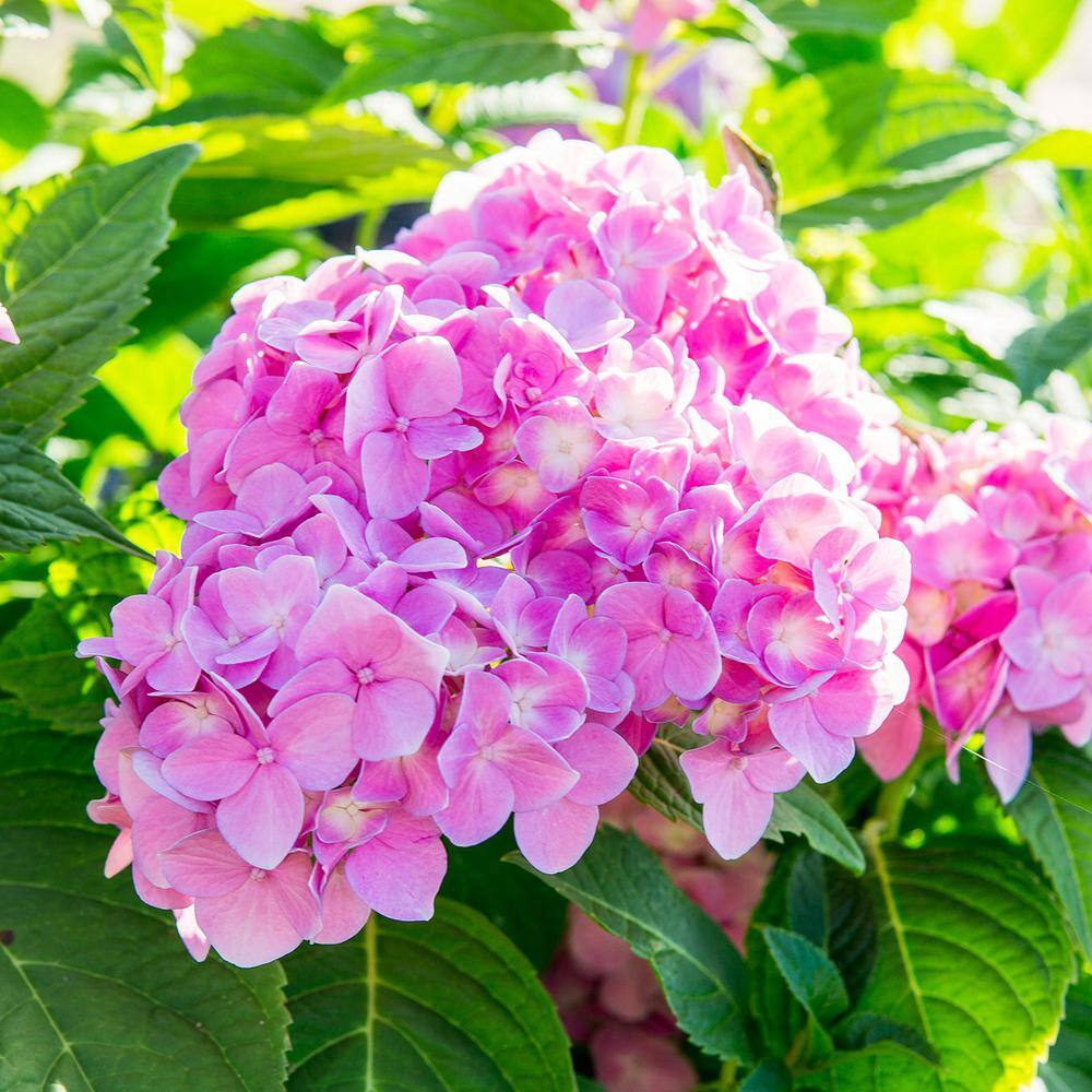 Penny Mac Hydrangea Bush in 3 Gal. Grower's Pot Color Changing Reblooming Flower Clusters THD00033