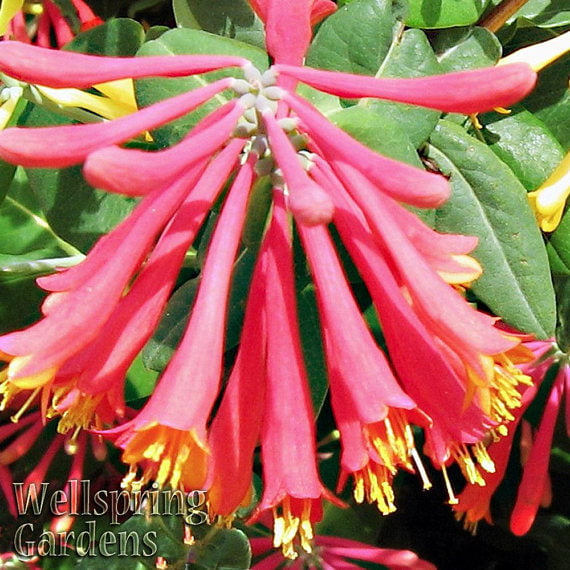 Trumpet Honeysuckle - Lonicera sempervirens - Live Plant