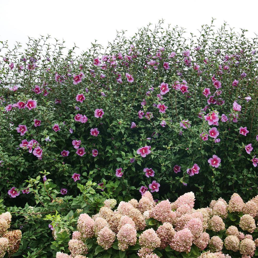 PROVEN WINNERS 5 Gal. Purple Pillar Rose of Sharon (Hibiscus) Shrub with Purple Flowers 13911