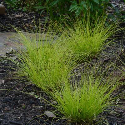 Classy Groundcovers - Carex appalachica   {25 Pots - 3 1/2 inch Square}