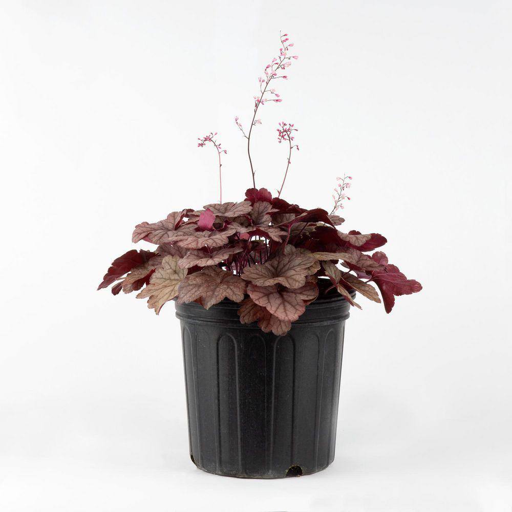 DeGroot 2 Gal. Raspberry Sea Coral Bells (Heuchera) Live Perennial Plant Raspberry Foliage DGPRH189