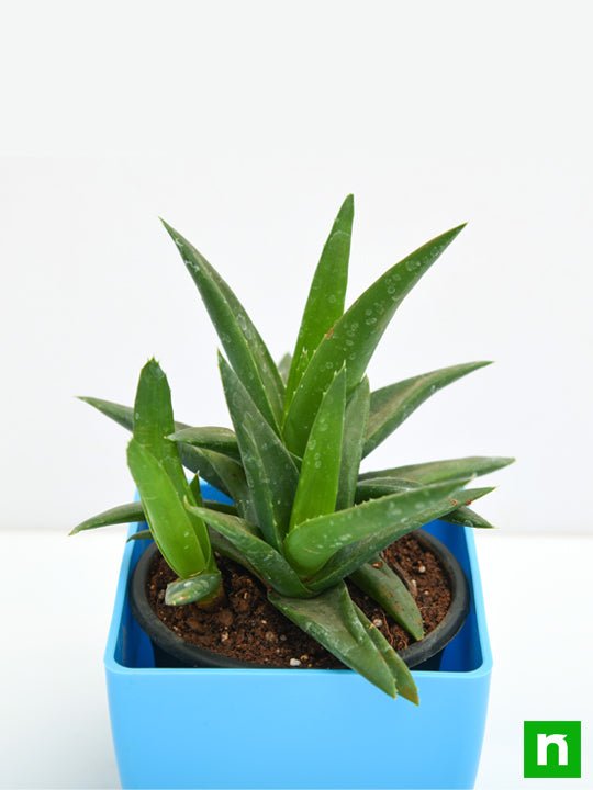 Aloe barbadensis vera - Succulent Plant