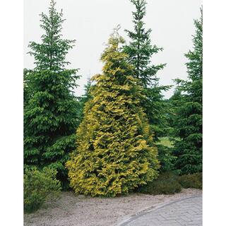 BELL NURSERY 3 Gal. Amber Gold Arborvitae (Thuja) Live Evergreen Shrub THUJA3JAN1PK
