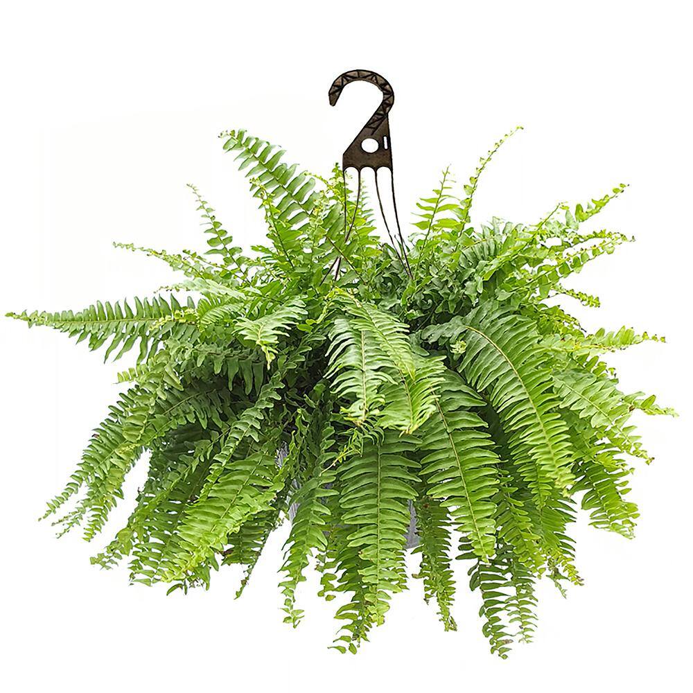 10 in. Boston Fern Hanging Basket Plant with Green Foliage 15200