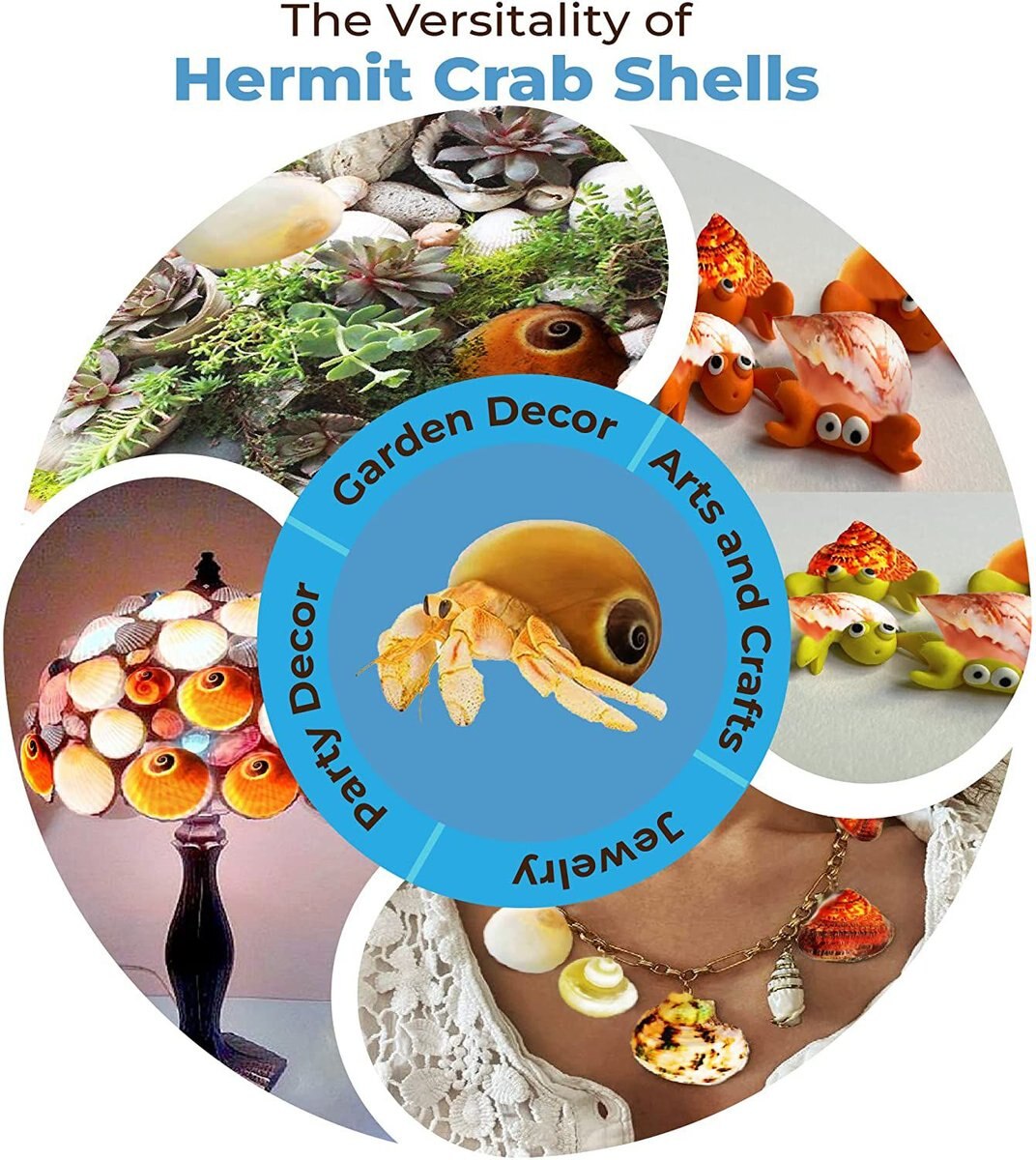 SunGrow Natural Hermit Crab Shells for Molting Protection and Shell Evacuation Fish Tank Decor， 6 count