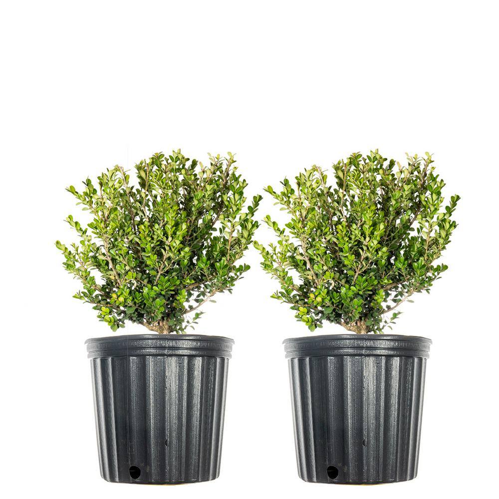 #1 Windmill Palm (2-Pack) THD00097
