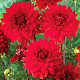 VAN ZYVERDEN Dahlias Garden Wonder (Set  of 5 Bulbs) 84507