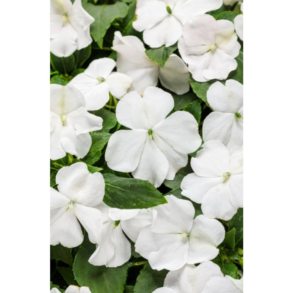 PROVEN WINNERS 4.25 in. Eco+Grande Soprano White (Impatiens) Live Plant White Flowers (4-Pack) IMPPRW1317504