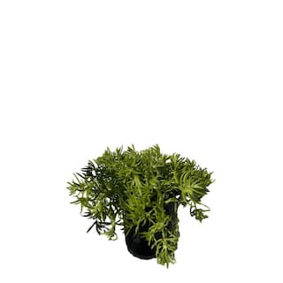 Zeus  Ruta Live Sedum Lemon Ball in Separate in Pots Pet-Safe (1-Pack) BG-39