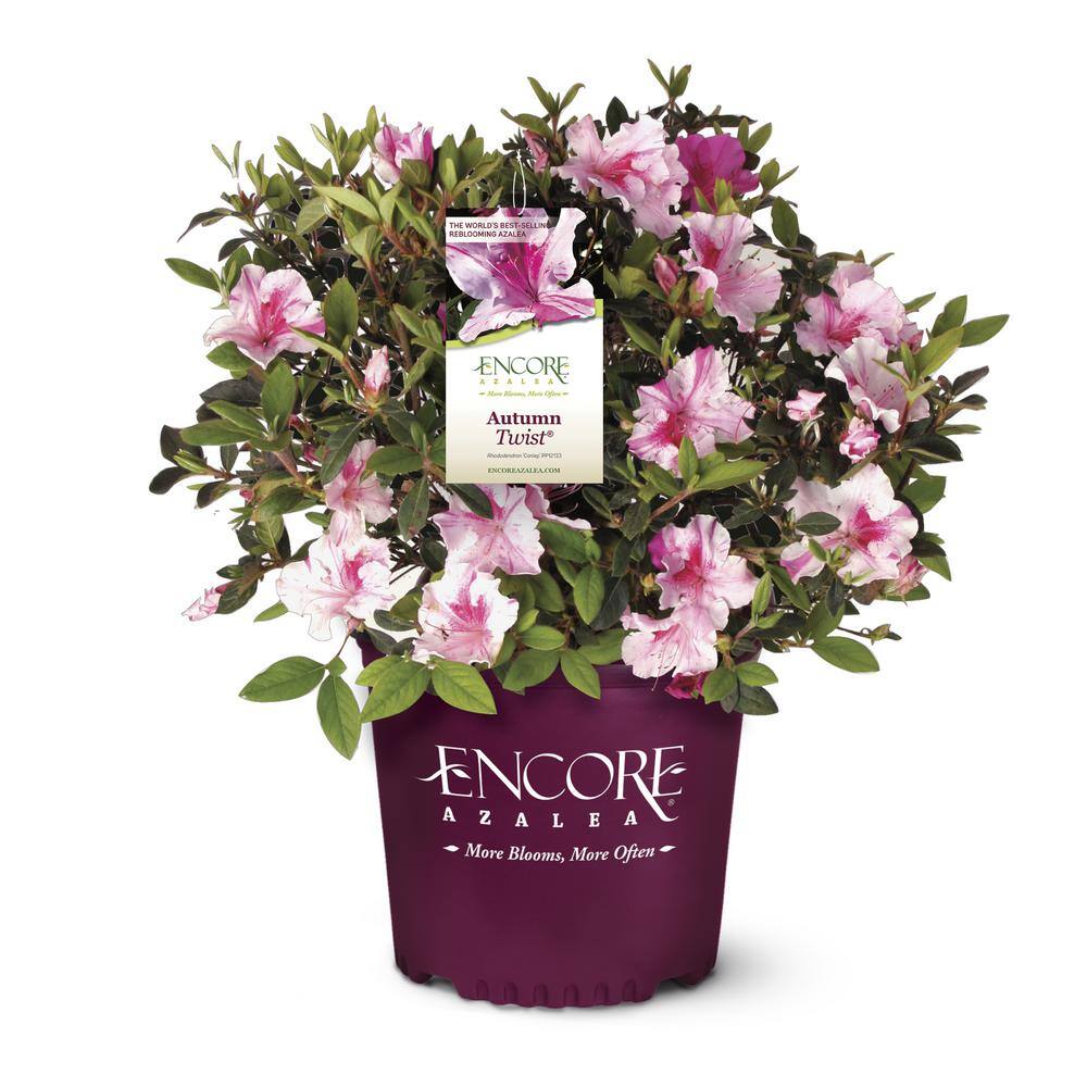 ENCORE AZALEA 5 Gal. Autumn Twist Azalea Shrub with Bi-Color and Occasional Solid Purple Blooms and Rich Green Foliage 15658