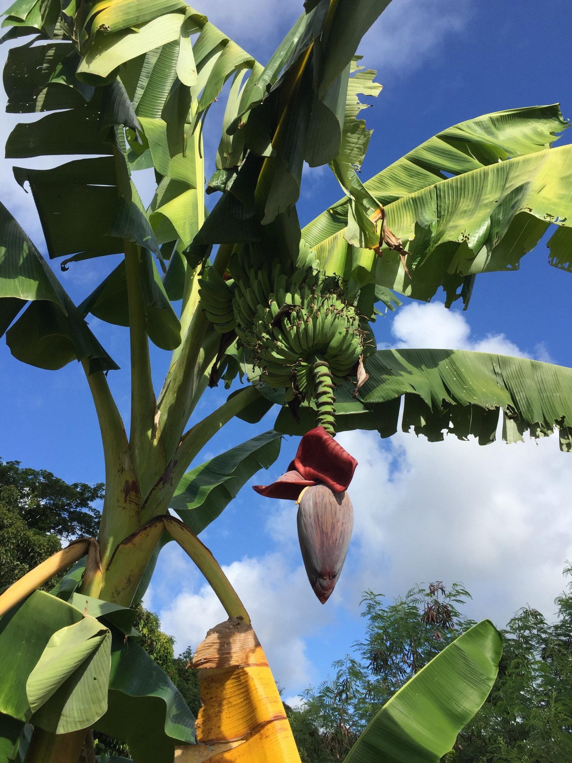 Banana Tree - Live Plant in a 4 inch Growers Pot - Grower's Choice Based Availability - Edible Fruit Bearing Tree for The Patio and Garden