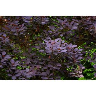 BELL NURSERY 3 Gal. Royal Purple Smokebush Live Flowering Shrub with Purple Foliage and Pink-Purple Flowers (1-Pack) SMOKE3RLP1PK