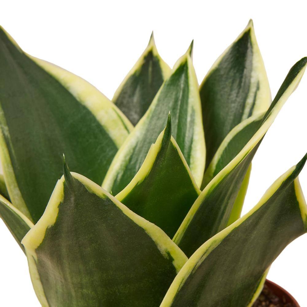 Snake Plant Black Gold (Sansevieria Trifasciata) Plant in 4 in. Grower Pot 4_SNAKE_BLACK.GOLD