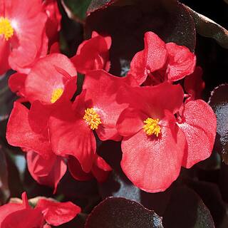 10.75 in. Red Bronze Leaf Begonia Hanging Basket 3981