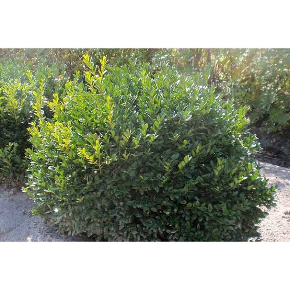 BELL NURSERY 1 Gal. Green Velvet Boxwood (Buxus) Live Evergreen Shrub BUXUS1GRE1PK